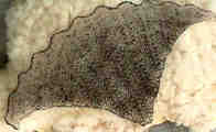 Elegantly Simple Triangle Shawl in a neck scarf version
