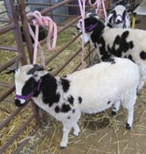 Jacob sheep at Estes Park Wool Festival