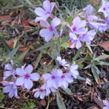 Woodland Phlox