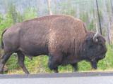 buffalo in Yellowstone Park
