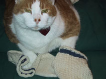 Betsy's Sock Therapy socks with her 7-toed cat Darwin